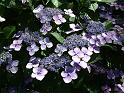 Hydrangea lacecap_2